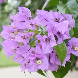 Bougainvillea Seeds Flower Seeds 50Pcs Mixed Colors Tropical Climber Vine Attracts Pollinators Low Maintenance Drought Tolerant