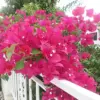 Bougainvillea Seeds Mixed Colors 50Pcs Perennial Ornamental Low Maintenance Fast-Growing Drought Tolerant Attracts Pollinators