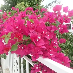Bougainvillea Seeds Mixed Colors 50Pcs Perennial Ornamental Low Maintenance Fast-Growing Drought Tolerant Attracts Pollinators