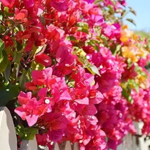 Bougainvillea Seeds Mixed Colors 50Pcs Perennial Ornamental Low Maintenance Fast-Growing Drought Tolerant Attracts Pollinators
