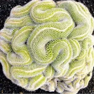 Brain Cactus Seeds 10 Pcs Unique Wavy Ribbing Drought Tolerant Indoor Outdoor Garden