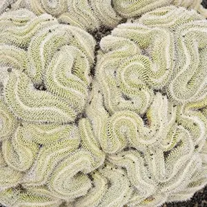 Brain Cactus Seeds 10 Pcs Unique Wavy Ribbing Drought Tolerant Indoor Outdoor Garden