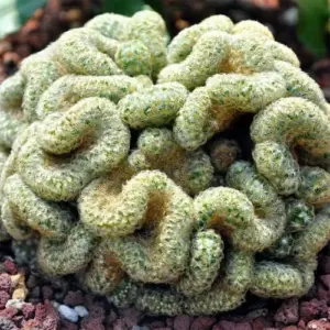 Brain Cactus Seeds 10 Pcs Unique Wavy Ribbing Drought Tolerant Indoor Outdoor Garden