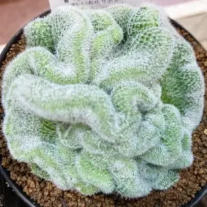 Brain Cactus Seeds 10 Pcs Unique Wavy Ribbing Drought Tolerant Indoor Outdoor Garden