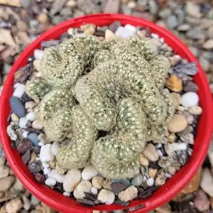 Brain Cactus Seeds 10 Pcs Unique Wavy Ribbing Drought Tolerant Indoor Outdoor Garden