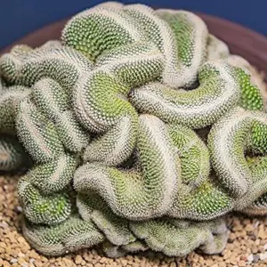 Brain Cactus Seeds 10 Pcs Unique Wavy Ribbing Drought Tolerant Indoor Outdoor Garden