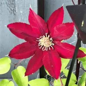 Bright Red Clematis Seeds 25 Pcs - Evergreen Climbing Vine Flower Seeds for Borders & Pots - Deer & Rabbit Resistant Perennial