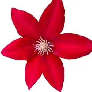 Bright Red Clematis Seeds 25 Pcs - Evergreen Climbing Vine Flower Seeds for Borders & Pots - Deer & Rabbit Resistant Perennial