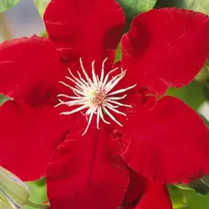 Bright Red Clematis Seeds 25 Pcs - Evergreen Climbing Vine Flower Seeds for Borders & Pots - Deer & Rabbit Resistant Perennial