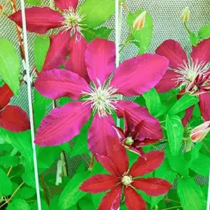 Bright Red Clematis Seeds 25 Pcs - Evergreen Climbing Vine Flower Seeds for Borders & Pots - Deer & Rabbit Resistant Perennial