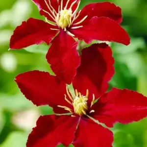 Bright Red Clematis Seeds 25 Pcs - Evergreen Climbing Vine Flower Seeds for Borders & Pots - Deer & Rabbit Resistant Perennial
