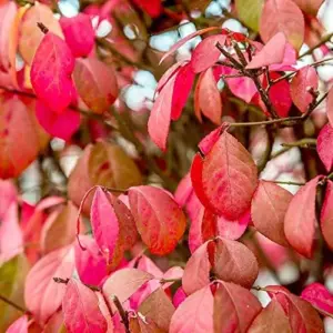 Burning Bush Seeds - 50 Count Winged Spindle Tree Euonymus Alatus Drought Tolerant Non-GMO Shrub Seeds for Home & Garden