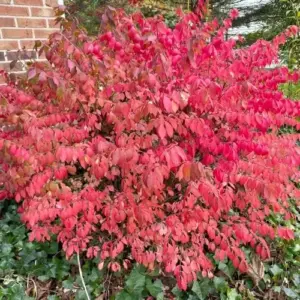 Burning Bush Seeds - 50 Count Winged Spindle Tree Euonymus Alatus Drought Tolerant Non-GMO Shrub Seeds for Home & Garden