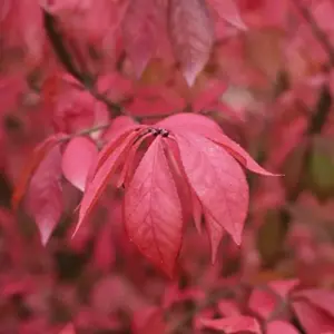 Burning Bush Seeds - 50 Count Winged Spindle Tree Euonymus Alatus Drought Tolerant Non-GMO Shrub Seeds for Home & Garden