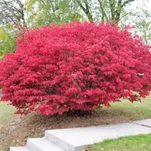 Burning Bush Seeds - 50 Count Winged Spindle Tree Euonymus Alatus Drought Tolerant Non-GMO Shrub Seeds for Home & Garden