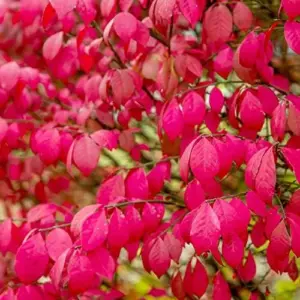 Burning Bush Seeds - 50 Count Winged Spindle Tree Euonymus Alatus Drought Tolerant Non-GMO Shrub Seeds for Home & Garden