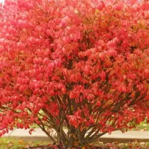 Burning Bush Seeds - 50 Count Winged Spindle Tree Euonymus Alatus Drought Tolerant Non-GMO Shrub Seeds for Home & Garden