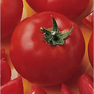 Bush Early Girl II Tomato Seeds - 50 Count Packet - Heirloom, Non-GMO Vegetable Seeds for Garden & Container Planting