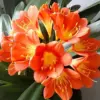Bush Lily Flower Seeds, Perennial, 10 Count, Green Red Yellow, Easy Care, Indoor Outdoor Decor