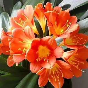 Bush Lily Flower Seeds, Perennial, 10 Count, Green Red Yellow, Easy Care, Indoor Outdoor Decor