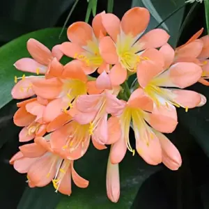 Bush Lily Flower Seeds, Perennial, 10 Count, Green Red Yellow, Easy Care, Indoor Outdoor Decor