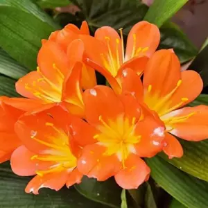 Bush Lily Flower Seeds, Perennial, 10 Count, Green Red Yellow, Easy Care, Indoor Outdoor Decor