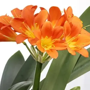 Bush Lily Flower Seeds, Perennial, 10 Count, Green Red Yellow, Easy Care, Indoor Outdoor Decor