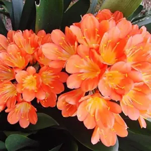 Bush Lily Flower Seeds, Perennial, 10 Count, Green Red Yellow, Easy Care, Indoor Outdoor Decor