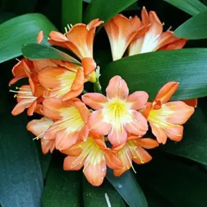 Bush Lily Flower Seeds, Perennial, 10 Count, Green Red Yellow, Easy Care, Indoor Outdoor Decor