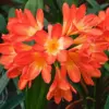 Bush Lily Seeds, Trumpet-Shaped, Orange, 40-Count Flower Seeds for Indoor/Outdoor Ornamental Plants