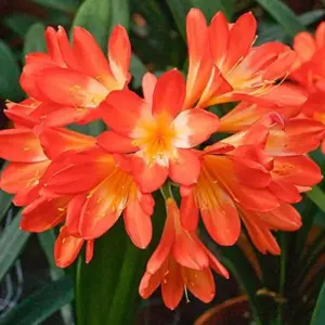 Bush Lily Seeds, Trumpet-Shaped, Orange, 40-Count Flower Seeds for Indoor/Outdoor Ornamental Plants