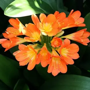 Bush Lily Seeds, Trumpet-Shaped, Orange, 40-Count Flower Seeds for Indoor/Outdoor Ornamental Plants