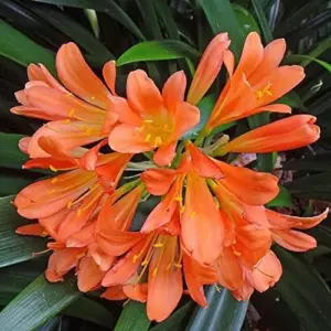 Bush Lily Seeds, Trumpet-Shaped, Orange, 40-Count Flower Seeds for Indoor/Outdoor Ornamental Plants