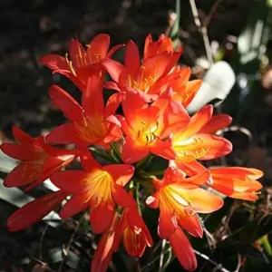 Bush Lily Seeds, Trumpet-Shaped, Orange, 40-Count Flower Seeds for Indoor/Outdoor Ornamental Plants