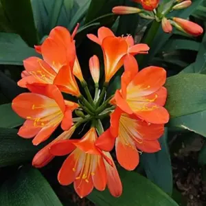 Bush Lily Seeds, Trumpet-Shaped, Orange, 40-Count Flower Seeds for Indoor/Outdoor Ornamental Plants