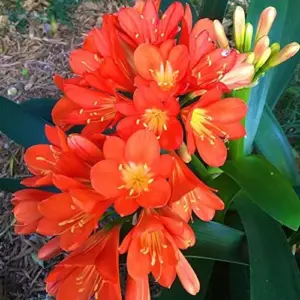 Bush Lily Seeds, Trumpet-Shaped, Orange, 40-Count Flower Seeds for Indoor/Outdoor Ornamental Plants