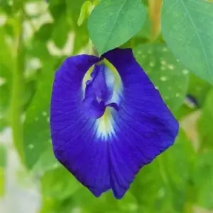 Butterfly Pea Seeds - 40 Pack Clitoria Ternatea Non GMO Heirloom Blue Flower Seeds for Outdoor Planting - Brown
