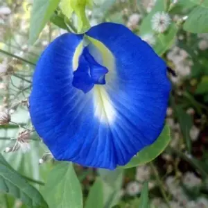 Butterfly Pea Seeds - 40 Pack Clitoria Ternatea Non GMO Heirloom Blue Flower Seeds for Outdoor Planting - Brown