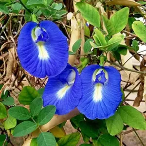 Butterfly Pea Seeds - 40 Pack Clitoria Ternatea Non GMO Heirloom Blue Flower Seeds for Outdoor Planting - Brown