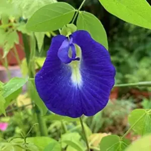 Butterfly Pea Seeds - 40 Pack Clitoria Ternatea Non GMO Heirloom Blue Flower Seeds for Outdoor Planting - Brown
