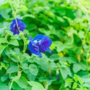 Butterfly Pea Seeds - 40 Pack Clitoria Ternatea Non GMO Heirloom Blue Flower Seeds for Outdoor Planting - Brown
