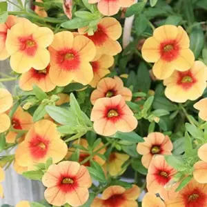 Calibrachoa Million Bells Flower Seeds, 200 Pcs Orange Non-GMO Perennial for Gardens & Balconies