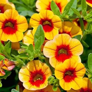Calibrachoa Million Bells Flower Seeds, 200 Pcs Orange Non-GMO Perennial for Gardens & Balconies
