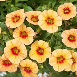 Calibrachoa Million Bells Flower Seeds, 200 Pcs Orange Non-GMO Perennial for Gardens & Balconies