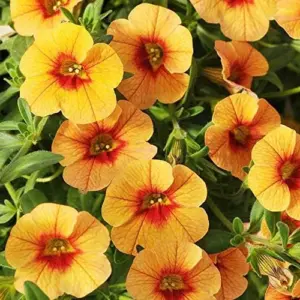 Calibrachoa Million Bells Flower Seeds, 200 Pcs Orange Non-GMO Perennial for Gardens & Balconies