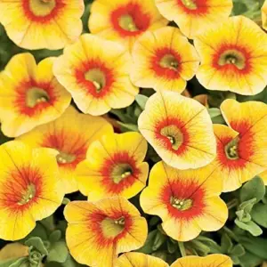 Calibrachoa Million Bells Flower Seeds, 200 Pcs Orange Non-GMO Perennial for Gardens & Balconies