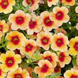 Calibrachoa Million Bells Flower Seeds, 200 Pcs Orange Non-GMO Perennial for Gardens & Balconies