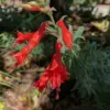 California Fuchsia Seeds - 30 Count, Orange-Red Flowers, Full Sun, Drought Tolerant
