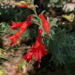 California Fuchsia Seeds - 30 Count, Orange-Red Flowers, Full Sun, Drought Tolerant