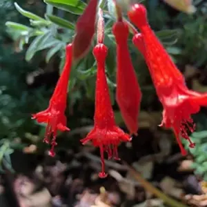California Fuchsia Seeds - 30 Count, Orange-Red Flowers, Full Sun, Drought Tolerant